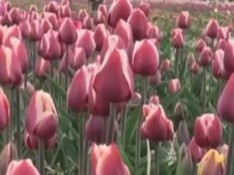 Миллионы тюльпанов расцвели прямо посреди леса в нескольких десятках километров от Луцка