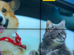 Детективы для кошек и собак ищут пропавших домашних любимцев в Китае