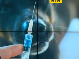 Бесплатная вакцинация домашних животных началась в Ровно