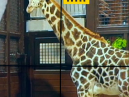 Жираф Ротшильда поселился в Харьковском зоопарке впервые за последние 20 лет
