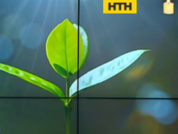Телеканалы «Интер» и НТН призывают украинцев озеленять страну и присоединиться к движению "Посади дерево"