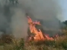 На острове Хортица в Запорожье загорелся хвойный лес