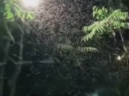 Українські курорти на півдні країни атакують комарі