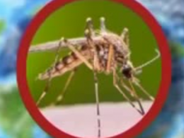 Через комарів в Україні може зрости поширення - малярії