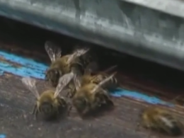 Масова моровиця бджіл на Рівненщині