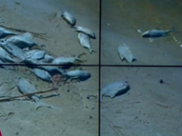 Екологічна катастрофа на Черкащині: у Дніпрі масово вимирає риба