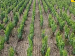 У Франції фермери намагаються врятувати бодай частину врожаїв елітного винограду