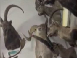 Головами животных, рогами и черепами украсил свой подъезд житель одного из домов в Москве
