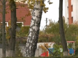В реанимации Кременчуга умерла 4-летняя девочка, на которую накануне упала ветка каштана