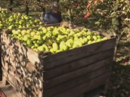 Щедрий урожай яблук став проблемою