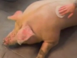 Шкуродерство чи скандальна рекламна акція: тату-салон анонсував татуювання свині