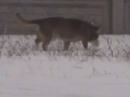 В Черкасской области орудует серийный маньяк, охотящийся на собак