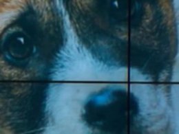 В Черновцах изверги пронзили металлическим карабином собаке лапу, чтобы животное не убежало
