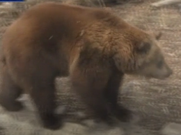Из-за теплого февраля в черкасском зоопарке уже проснулись медведи